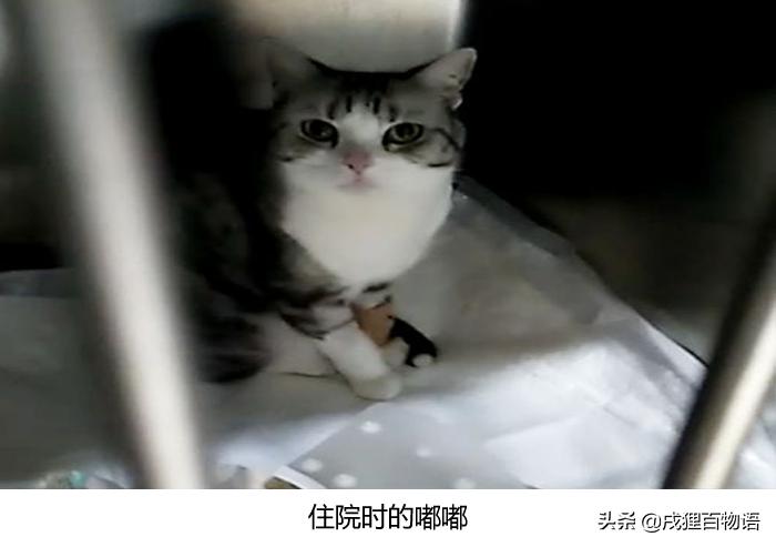 猫咪得了猫瘟治疗得多少钱,猫咪做完绝育得了猫瘟