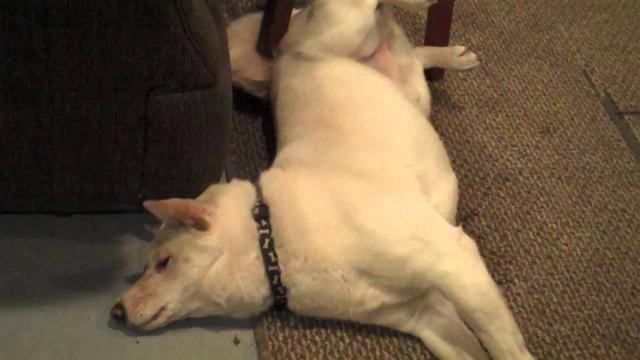 狗狗癫痫引起的尿蛋白怎样治疗,狗狗癫痫发作时有没有吞咽动作