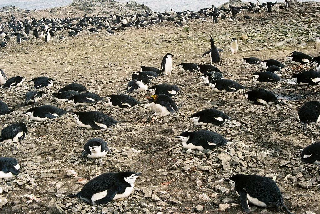 去南极能走出这个世界吗,为什么现在都要去南极