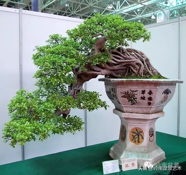 我喜欢的榕树盆景,泉州榕树盆景