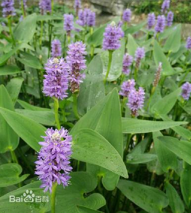 金鱼缸适合养什么水草图片,金鱼缸里养什么样的水草好