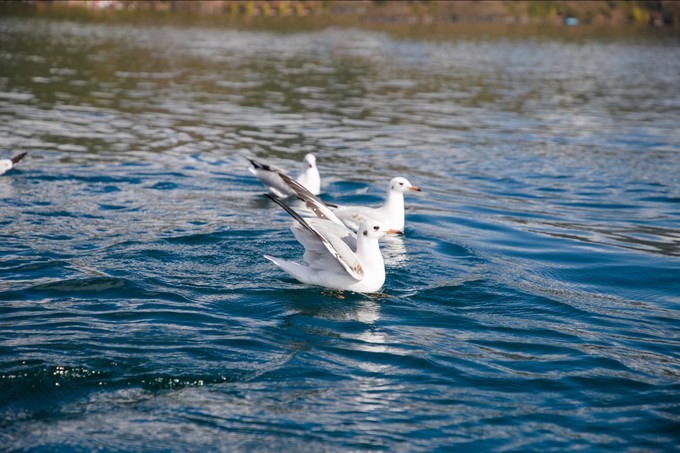 消失的地平线上的“香巴拉”和“女儿国”（二）