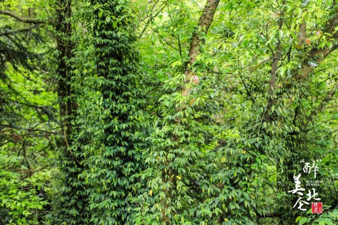 北仑摩天轮俯瞰北仑,可俯瞰北仑