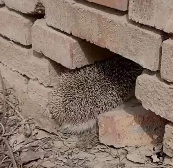 乡村那些年，我曾养过两只刺猬，却接连神秘消失……