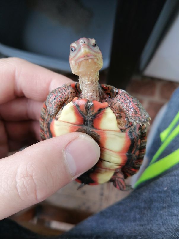 木纹龟生病,木纹龟眼睛出问题