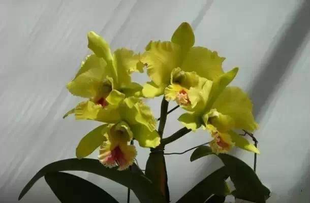 极品中的精品兰花,带你回忆天价兰花蕙兰篇