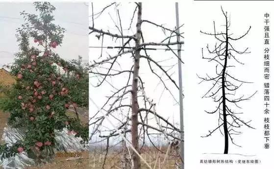 短枝富士苹果树冬季修剪技术,烟富3号苹果树修剪技术视频