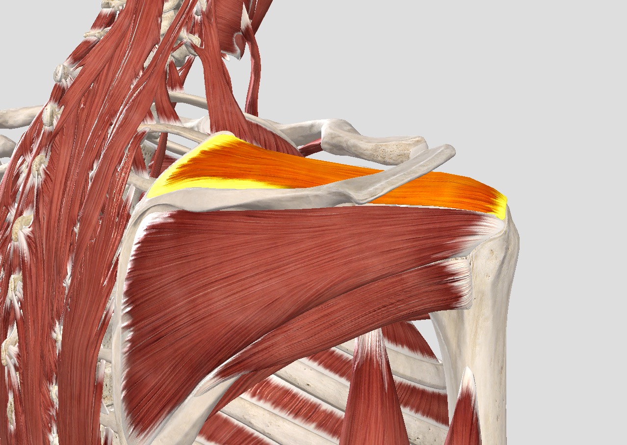 肩膀疼并且嘎嘣响是什么原因,肩膀一抬嘎嘣响怎么回事怎么治疗