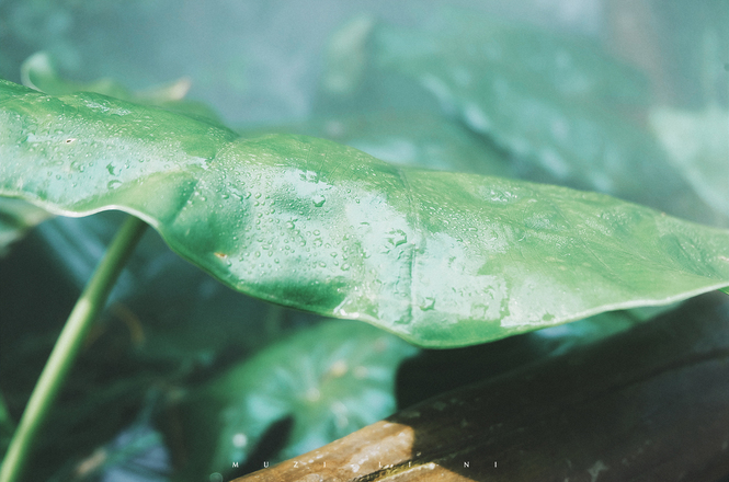 海上花园鹭岛行,海上花园鹭岛城市