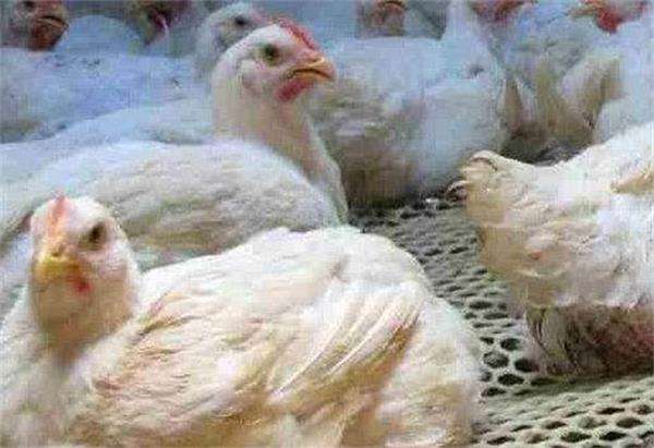 鸡常见的病分哪几类,鸡中毒十大疾病