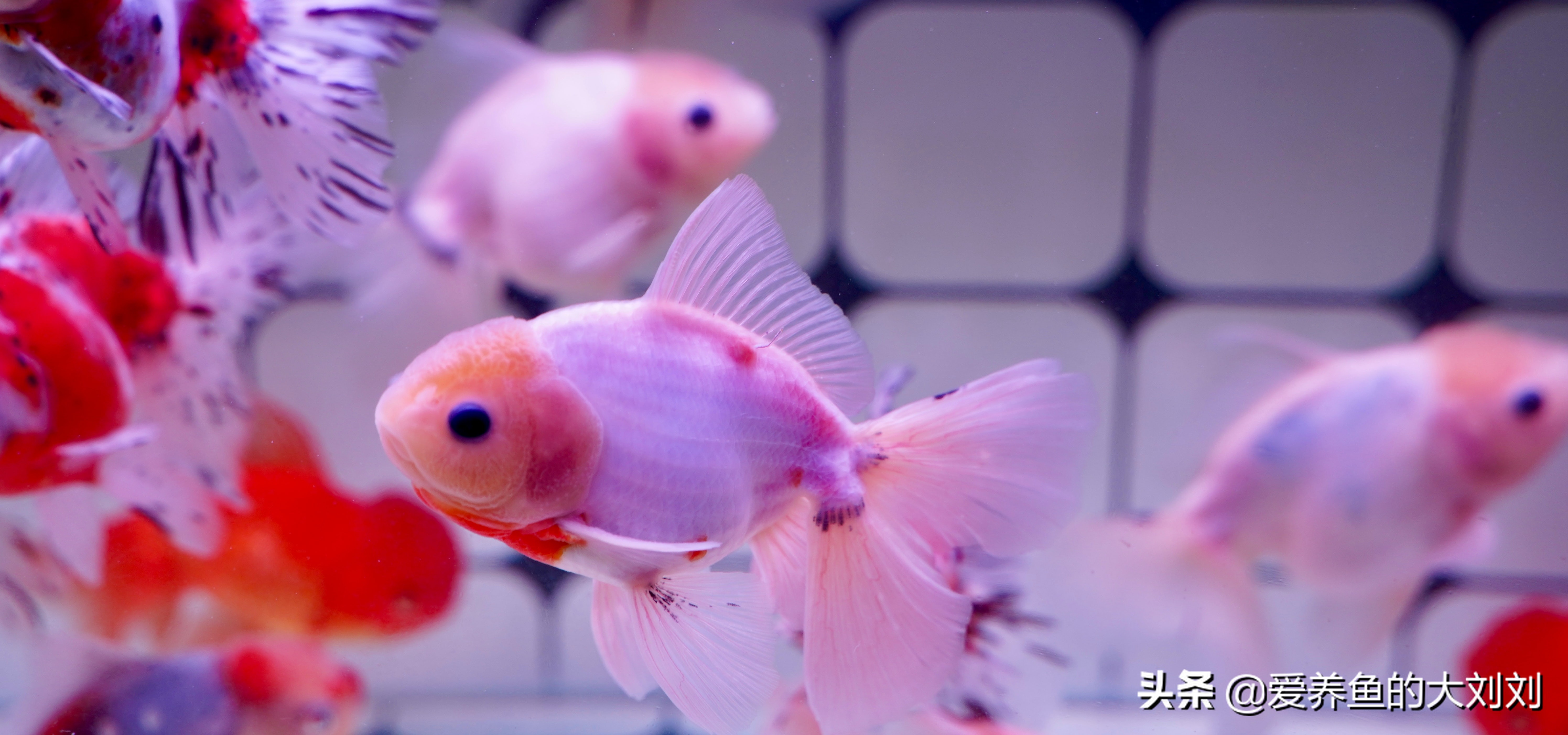 收藏关于金鱼的10个小秘密,关于金鱼的科普小知识