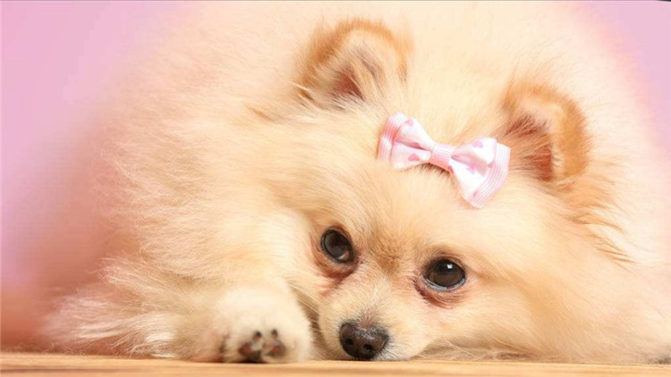 狗狗身上长小肉疙瘩是什么,狗狗长狗癣正常吗