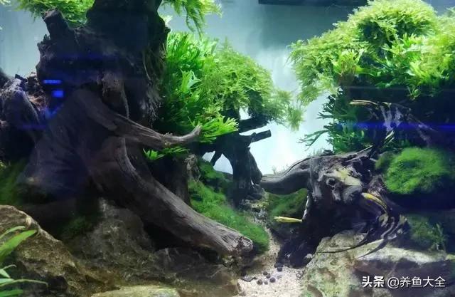 水草泥下水草烂根,水草泥种植水草烂根