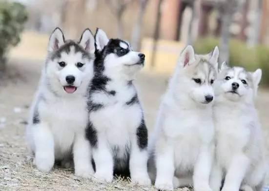 狗狗死了怎么葬法才好,自家狗狗死了怎么安葬对狗狗最好