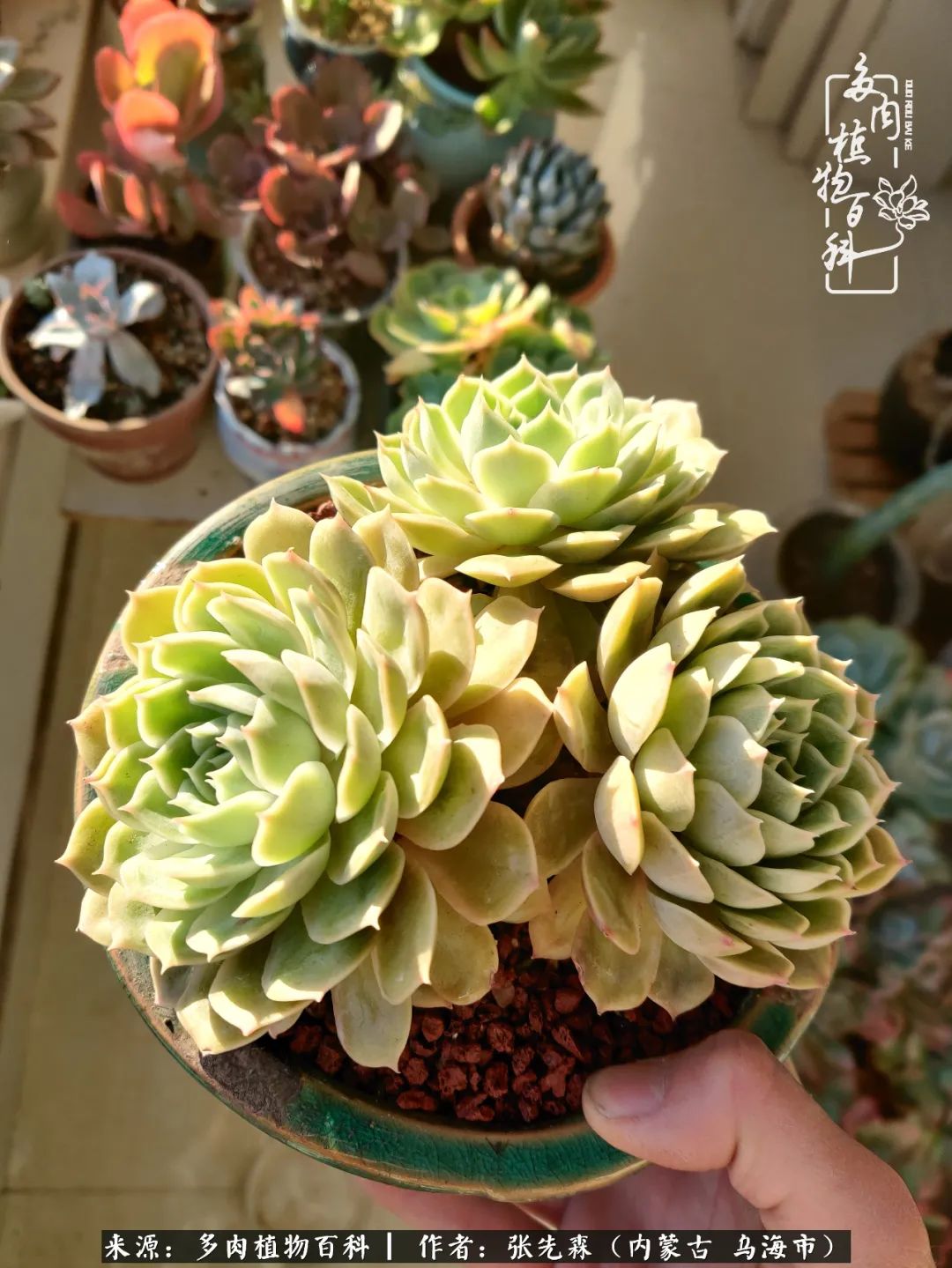 吸取教训，不断探索，英语老师的多肉碎碎念