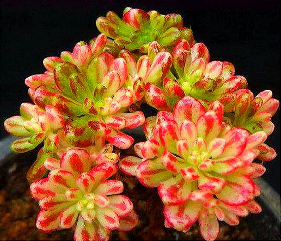 会爆盆的小多肉,多肉小人祭开花