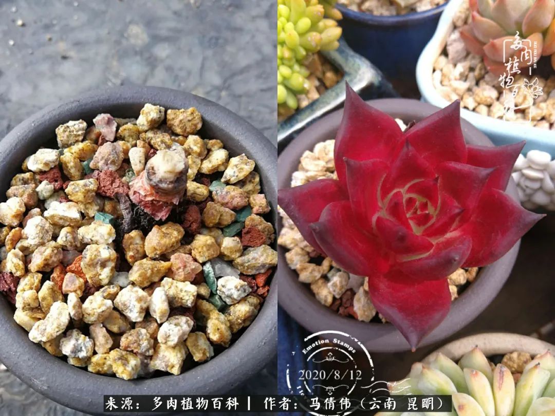 熬过了夏天的多肉,多肉熬过夏天惊艳整个秋天