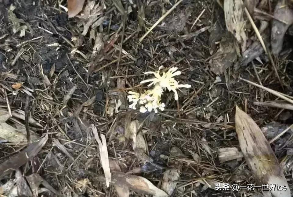 虫子被黄蜂寄生,虫子被寄生了还能活着吗