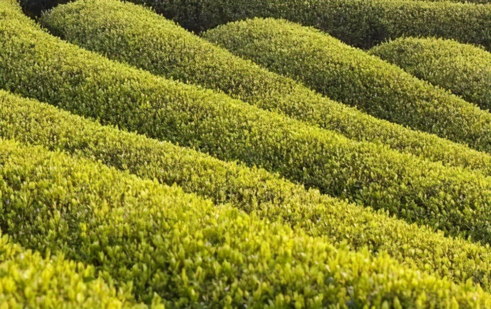 感悟茶叶的美文,关于茶叶美文佳句摘抄