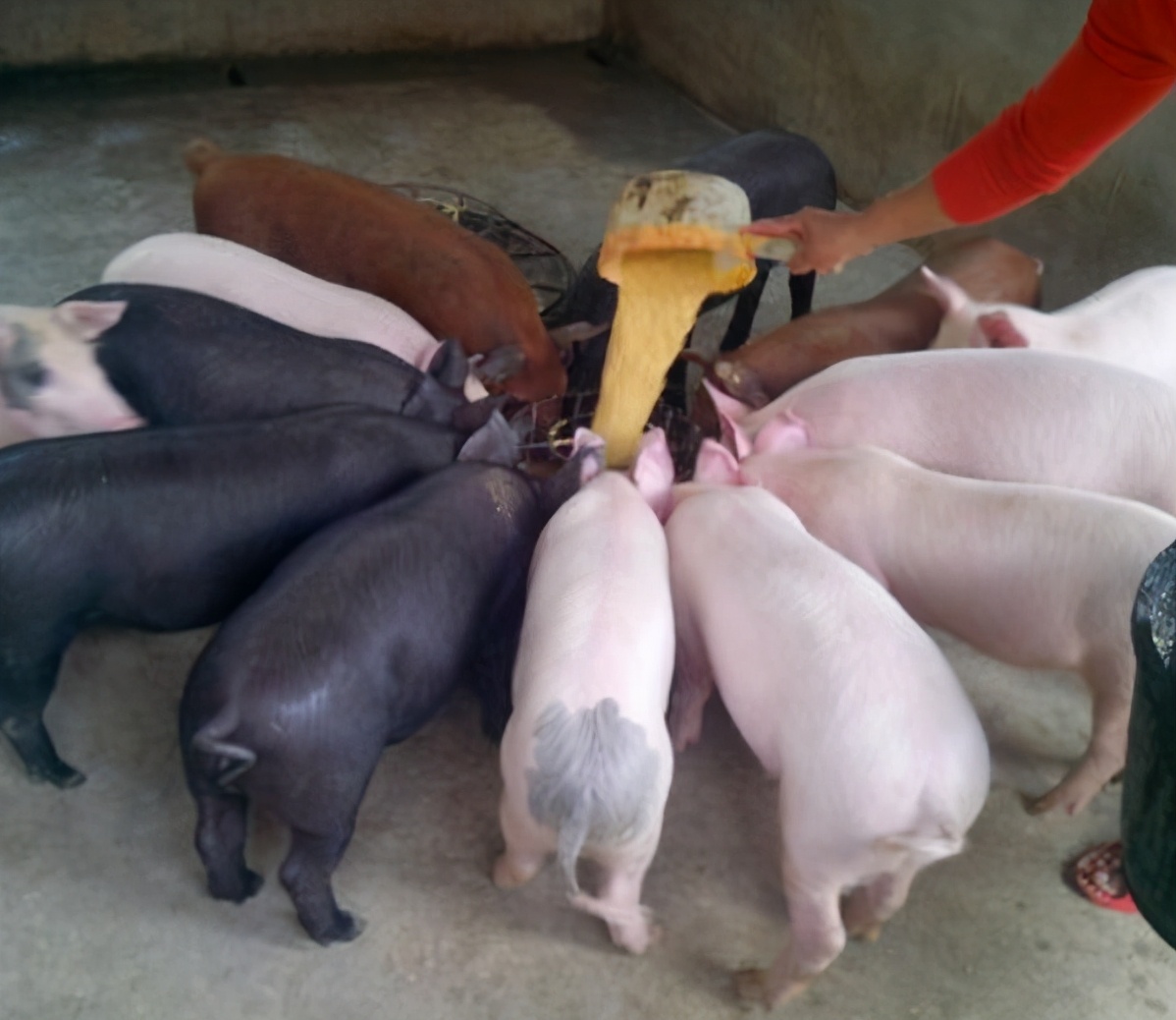 仔猪呕吐不食用什么药治,仔猪呕吐消瘦不吃