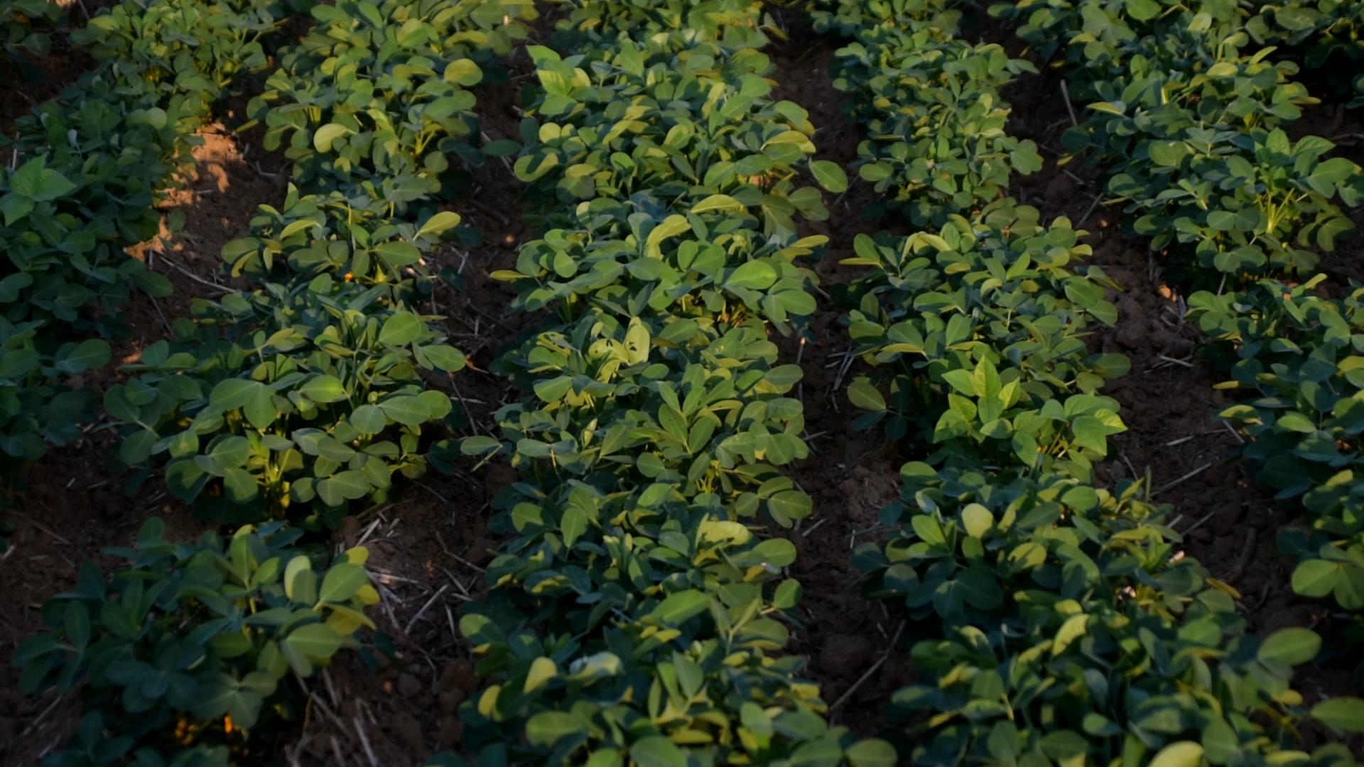 花生白绢病与茎腐病用什么药防治,治疗花生白绢病用什么农药最好用