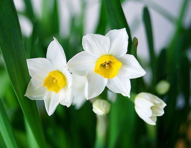 盘点世界各国国花你最喜欢哪种,世界各国国花大全及寓意图片