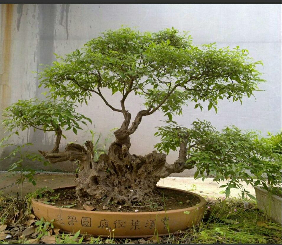 黄荆树冬天采挖,火棘与黄荆