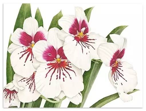 超写实绘画真实吗,超写实的植物绘画