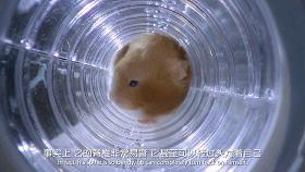 豆瓣9.1，看一次被萌一次，根本顶不住它们的可爱