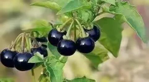 80后90后农村儿时零食野果,在海南儿时吃的野果还记得几种