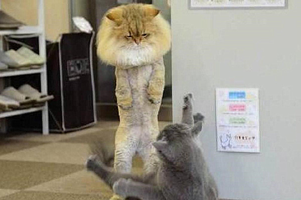 长毛猫身上有跳蚤了需要剃毛,奶牛猫身上有跳蚤用什么药