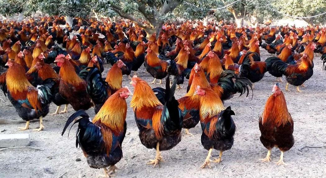 怎么做阉鸡,阉鸡怎么阉的步骤