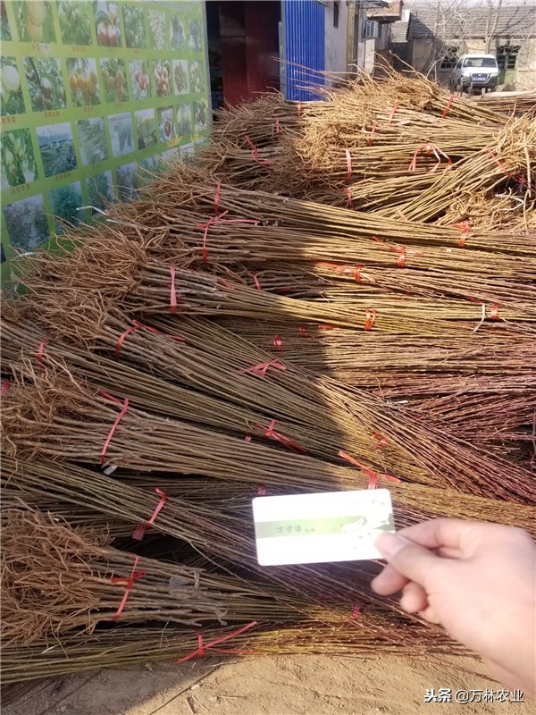 恐龙蛋李子适合哪些地方种植,美国恐龙蛋李子适合什么地方种植