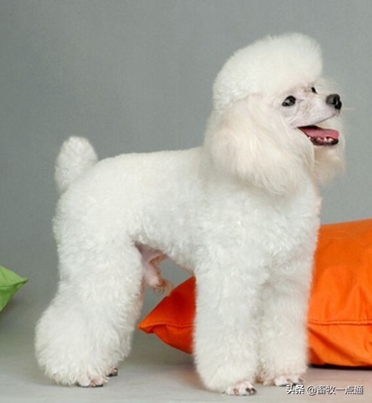 教狗狗装死怎么教,怎么教狗狗装死的动作