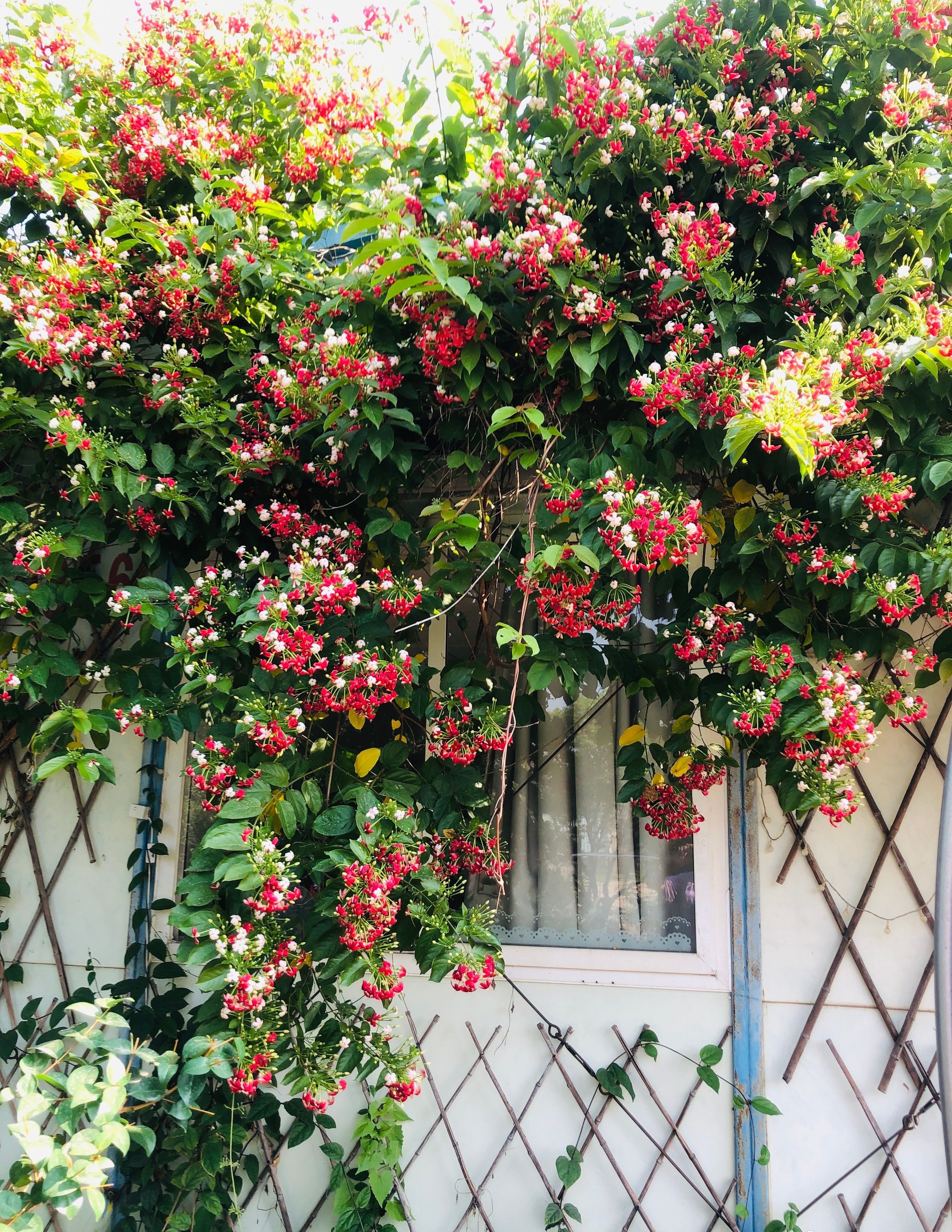 爬藤植物花园打造,最美爬藤花推荐