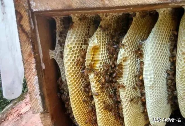 七大蜜蜂养殖秘诀教你怎么养蜂,如何养蜂蜜蜂养殖技术