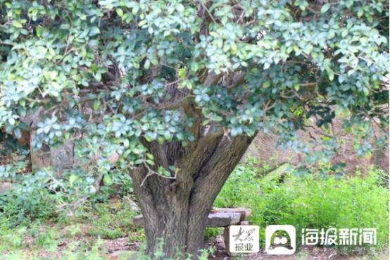 20多家主流媒体齐聚,一百多家媒体关注蒙阴