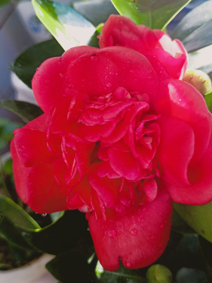 名贵的茶花图片,花中珍品茶花