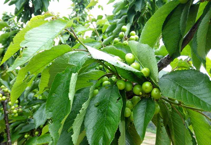 樱桃栽培技术与管理方法视频讲解,大棚一根棍樱桃栽培与管理