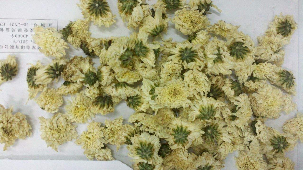 菊花有哪些虫害和危害,菊花有没有被硫磺熏过的鉴别方法