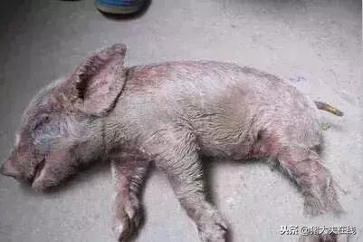 仔猪油皮病怎么防治,仔猪得了油皮病母猪喂什么药净化