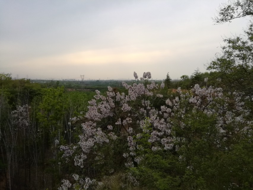 郑州树木园最新视频,郑州树木园现状
