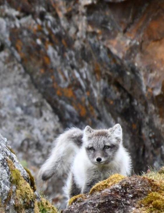 菜菜游弋北冰洋寻找北极熊给人不一样的震撼