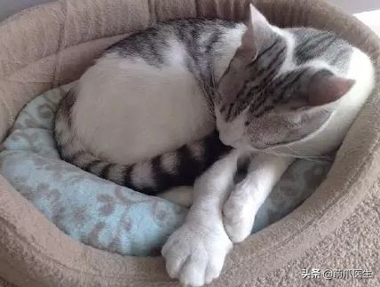 猫被蜜蜂蜇了涂什么好,猫咪被蜜蜂蜇了怎么办