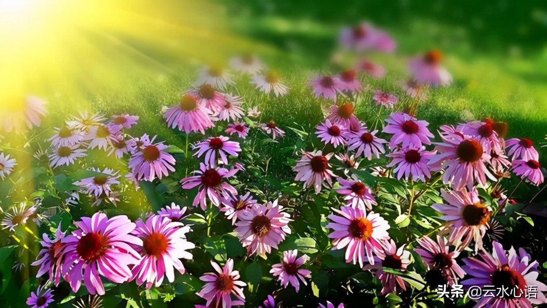 熊瑾玎的两首绝句，托物寓意，蕴含深远，堪为咏物诗中的佳作