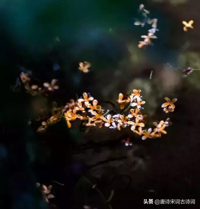 唐诗词经典唯美古文,唐诗宋词中的好词佳句赏析