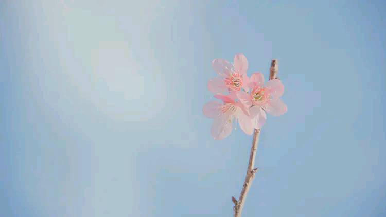 努力是一种心态与年龄无关壁纸,爱美是一种生活态度与年龄无关