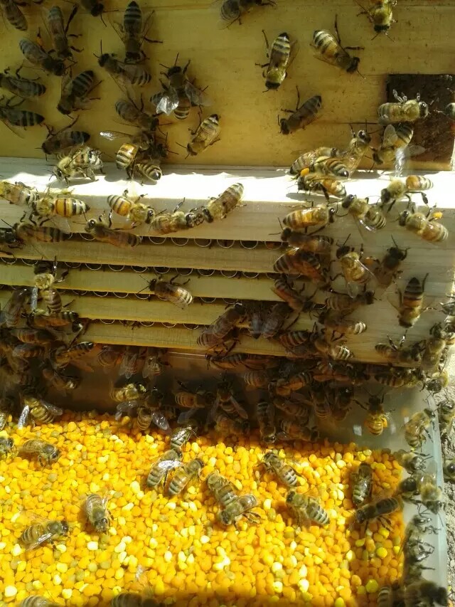 蜂花粉面膜的制作流程,蜂花粉可以敷面膜吗