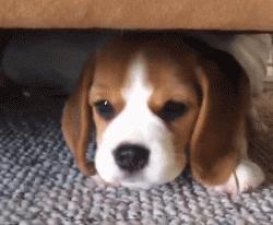 比格犬和柯基犬哪个好养,适合在家养的狗比格犬