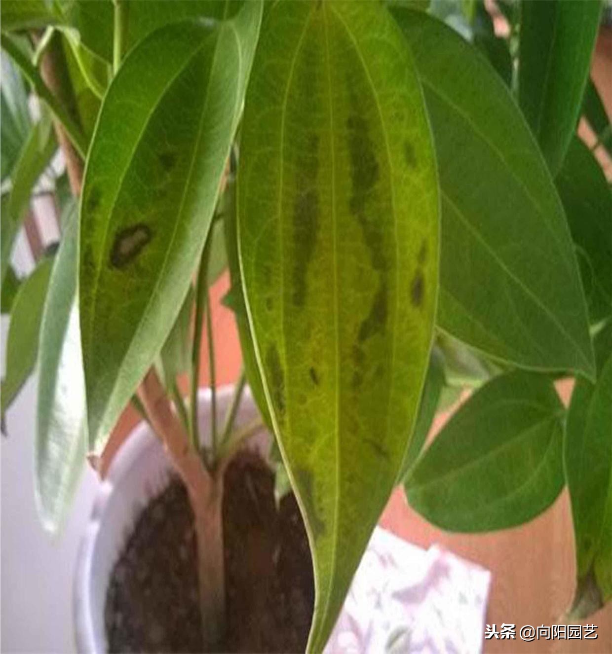 盆栽石榴树叶子发黄脱落怎么办,盆栽栀子花叶子发黄是什么原因